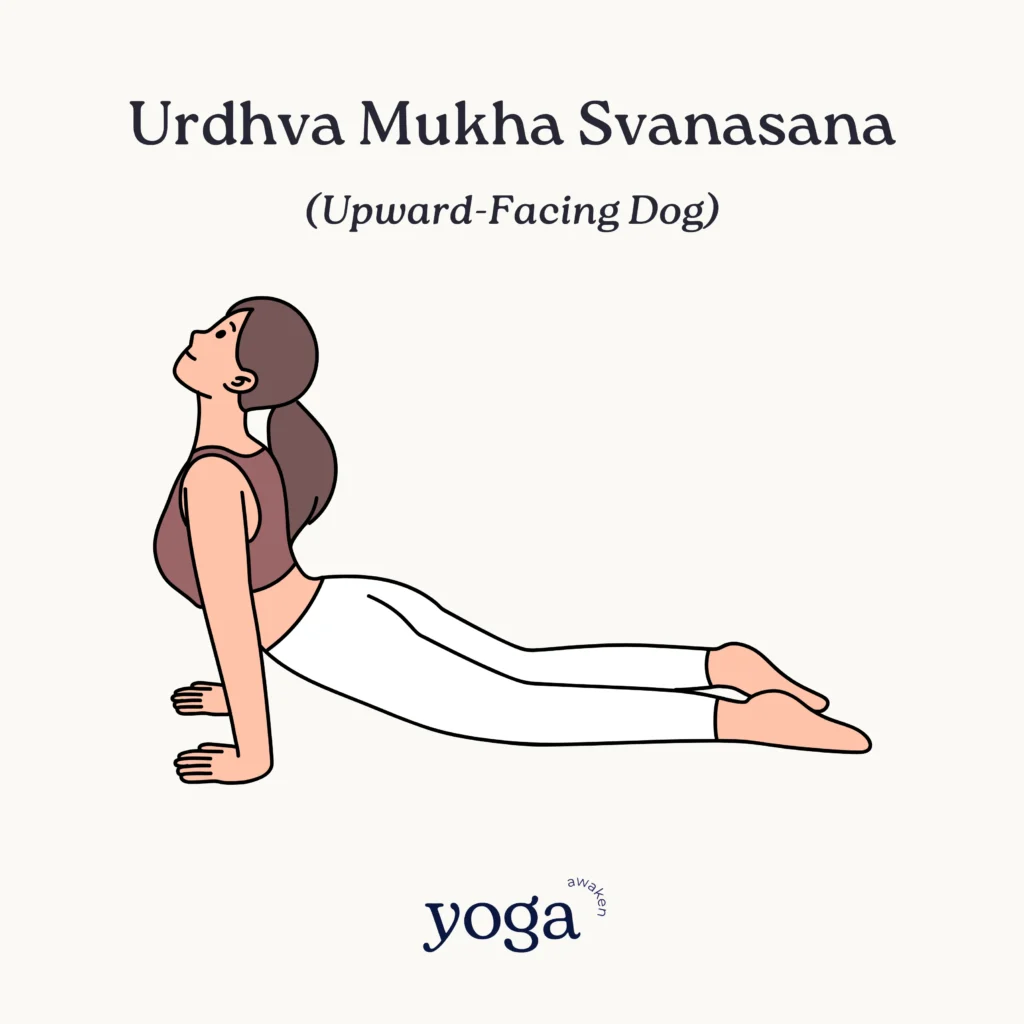 Urdhva Mukha Svanasana