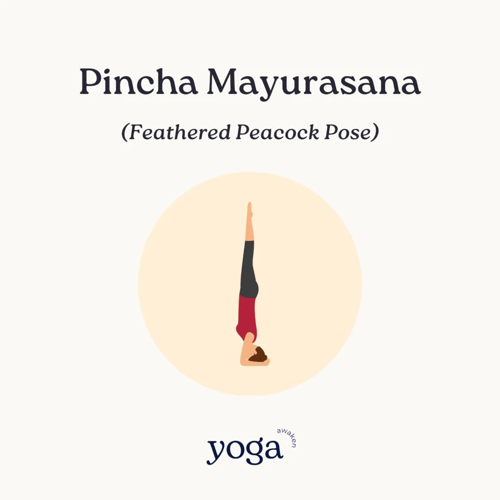 Pincha Mayurasana